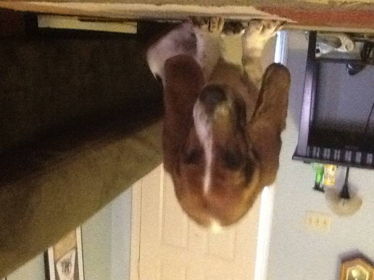 Purdy - Basset Hound Femelle (8 ans)