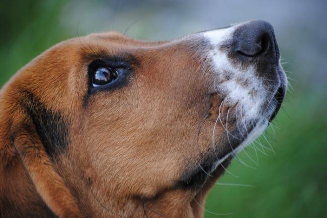 Beau portrait de Griotte, Basset-Hound - Basset Hound