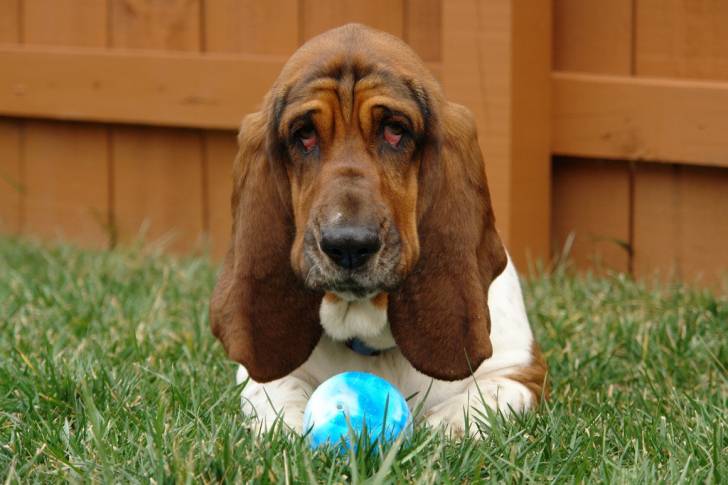 Photo Basset Hound