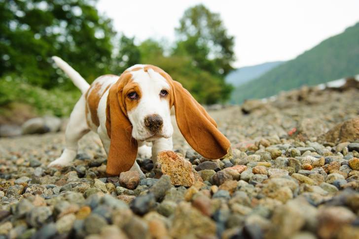 Photo Basset Hound