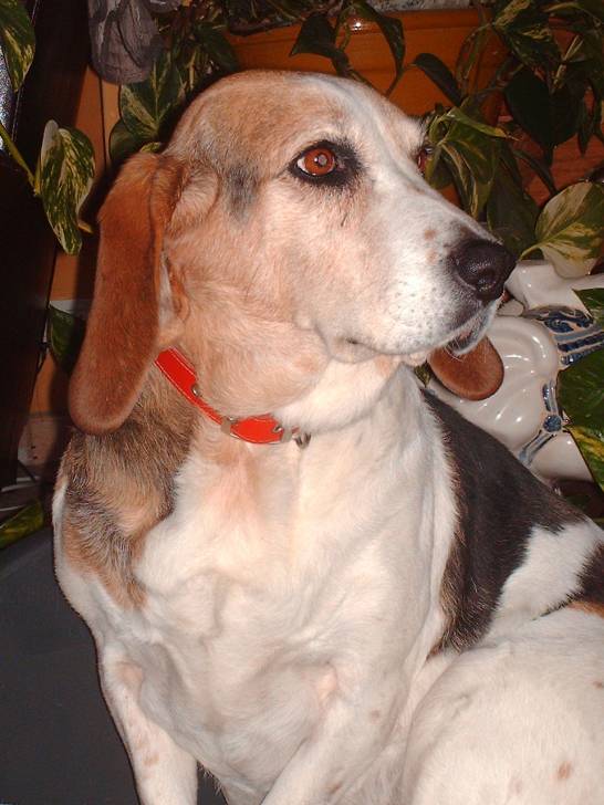 nougat - Basset Hound Femelle (7 mois)