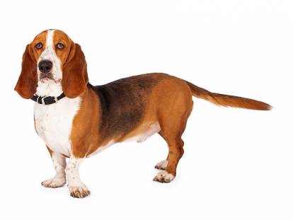 Basset Hound