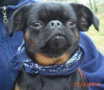 petit brabançon - Petit Brabançon