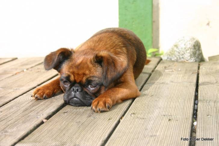 Photo Petit Brabançon