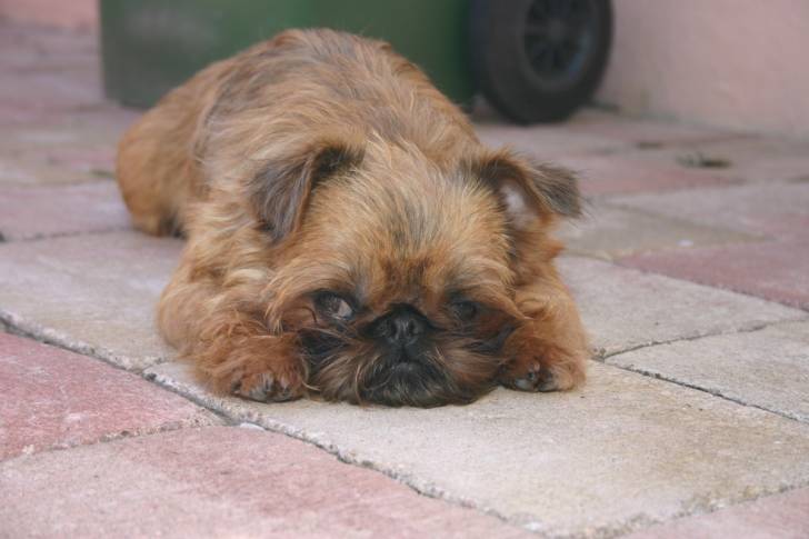 Photo Petit Brabançon