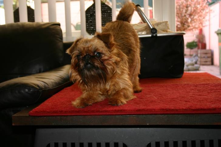 Photo Petit Brabançon