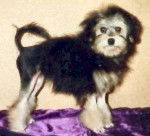 Petit Chien Lion - Petit Chien Lion