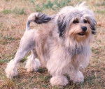 Petit Chien Lion - Petit Chien Lion