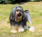 Un Petit Chien Lion se tient au soleil dans le jardin