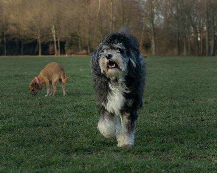 Photo Petit Chien Lion