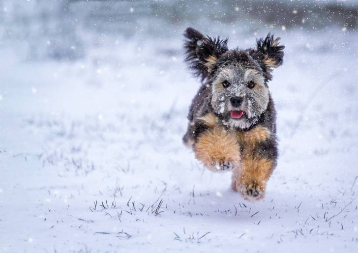 Photo Petit Chien Lion