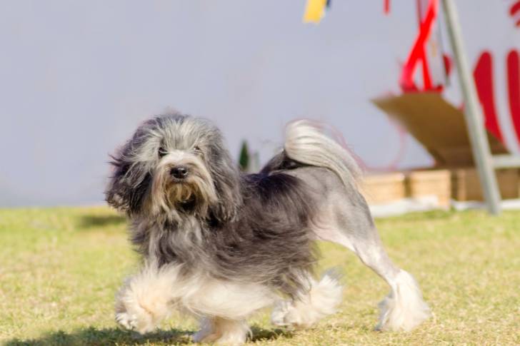 Photo Petit Chien Lion