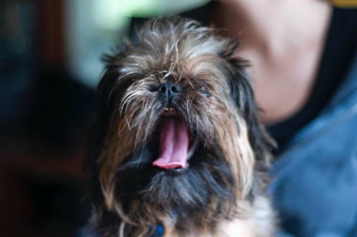 Photo Petit Chien Lion