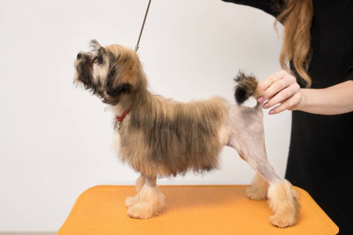 Photo Petit Chien Lion