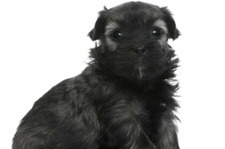 Photo Petit Chien Lion