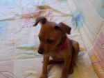 Cannelle - Pinscher Allemand (1 an)