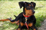 Photo Pinscher Allemand