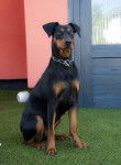 Photo Pinscher Allemand