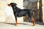 Photo Pinscher Allemand