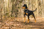 Photo Pinscher Allemand
