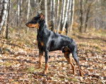 Photo Pinscher Allemand
