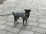 Photo Pinscher Allemand