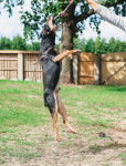 Photo Pinscher Allemand