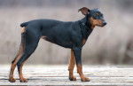 Un Pinscher Moyen à l'affût 