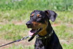 Photo Pinscher Allemand