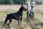 Photo Pinscher Allemand