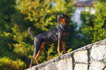 Photo Pinscher Allemand