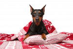 Photo Pinscher Allemand
