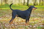 Photo Pinscher Allemand