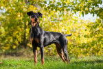 Photo Pinscher Allemand