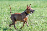Photo Pinscher Allemand