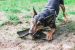 Photo Pinscher Allemand