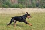 Photo Pinscher Allemand