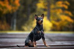 Photo Pinscher Allemand