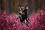 Photo Pinscher Allemand
