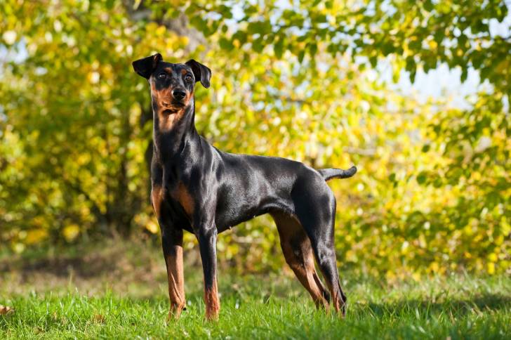Photo Pinscher Allemand