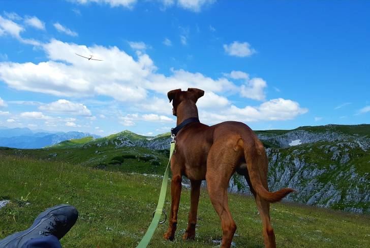 Photo Pinscher Allemand