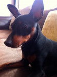 bipper - Pinscher Nain Mâle (1 an)