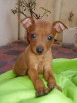 1 - Pinscher Nain (1 an)