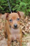 Gremlin - Pinscher Nain Mâle (1 an)