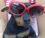 pinche - Pinscher Nain (10 mois)