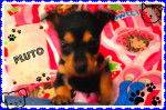 pluto - Pinscher Nain Mâle (3 mois)