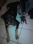 ah - Pinscher Nain (10 mois)
