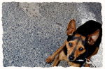 DALTON - Pinscher Nain Mâle (4 ans)