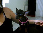 LUNA - Pinscher Nain (5 mois)