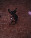 relanpago - Pinscher Nain Mâle (6 mois)